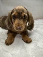 Optimus, a male Dachshund for sale in Norwood, MO – Photo 1 of 10