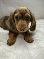 Optimus, a male Dachshund for sale in Norwood, MO – Photo 2 of 10