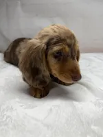 Optimus, a male Dachshund for sale in Norwood, MO – Photo 5 of 10