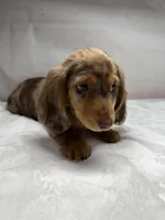 Optimus, a male Dachshund for sale in Norwood, MO – Photo 3 of 10