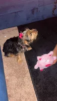 Adore , a female Yorkshire Terrier for sale in Culpeper, VA – 3 of 3