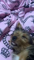 Adore , a female Yorkshire Terrier for sale in Culpeper, VA – 2 of 3