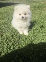 Ckc white boy, a male Pomeranian for sale in Athens, GA – Photo 6 of 8