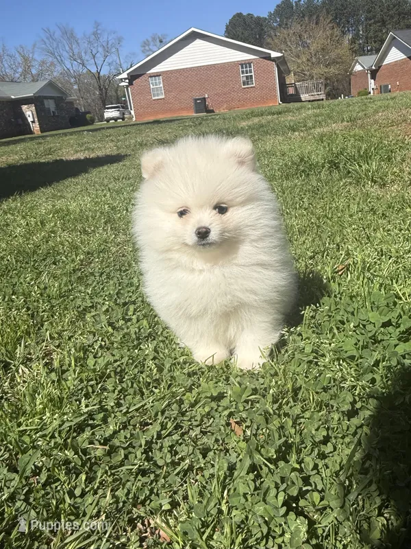 Ckc white boy – Pomeranian puppy for sale in Athens, GA