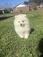 Ckc white boy, a male Pomeranian for sale in Athens, GA – Photo 1 of 8