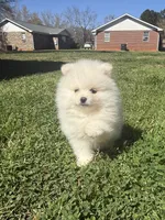 Ckc white boy, a male Pomeranian for sale in Athens, GA – Photo 4 of 8
