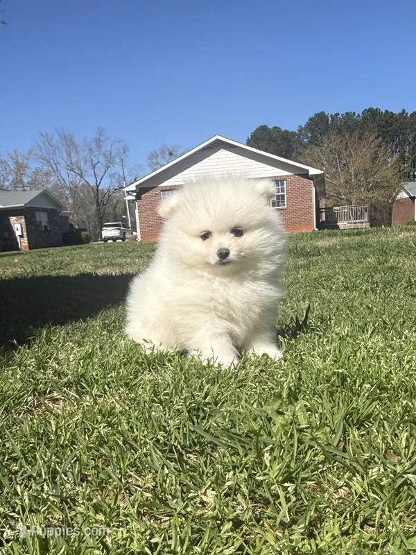 Ckc white boy – Pomeranian puppy for sale in Athens, GA