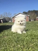 Ckc white boy, a male Pomeranian for sale in Athens, GA – Photo 2 of 8