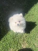 Ckc white boy, a male Pomeranian for sale in Athens, GA – Photo 7 of 8