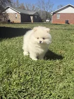 Ckc white boy, a male Pomeranian for sale in Athens, GA – Photo 3 of 8