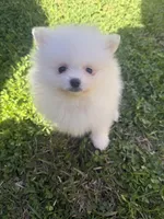 CKC White boy2, a male Pomeranian for sale in Athens, GA – Photo 3 of 8