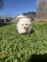 CKC White boy2, a male Pomeranian for sale in Athens, GA – Photo 2 of 8