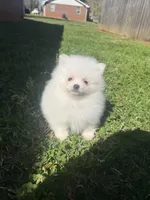 CKC White boy2, a male Pomeranian for sale in Athens, GA – Photo 7 of 8