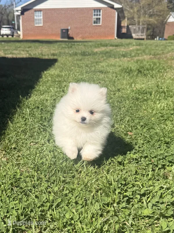 CKC White boy2 – Pomeranian puppy for sale in Athens, GA