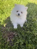CKC White boy2, a male Pomeranian for sale in Athens, GA – Photo 8 of 8