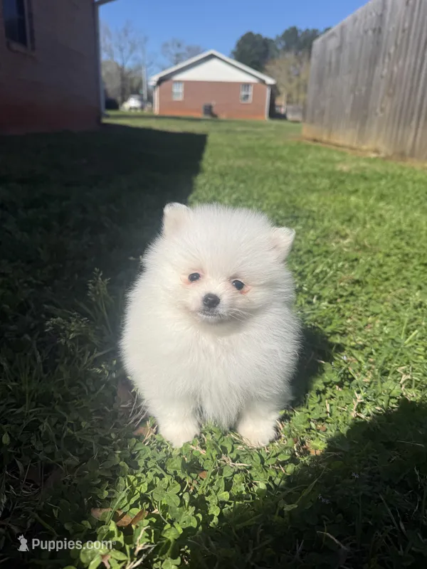 CKC White boy2 – Pomeranian puppy for sale in Athens, GA