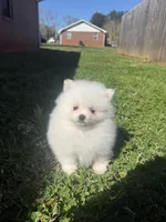 CKC White boy2, a male Pomeranian for sale in Athens, GA – Photo 5 of 8