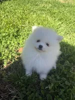CKC White boy2, a male Pomeranian for sale in Athens, GA – Photo 6 of 8