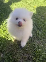 CKC White boy2, a male Pomeranian for sale in Athens, GA – Photo 4 of 8