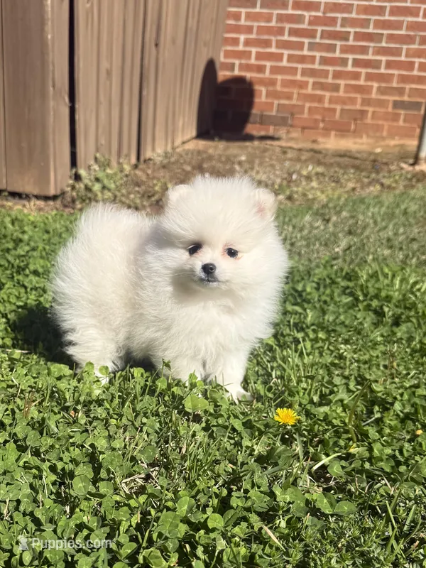 CKC white girl – Pomeranian puppy for sale in Athens, GA
