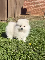 CKC white girl, a female Pomeranian for sale in Athens, GA – Photo 1 of 8