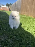 CKC white girl, a female Pomeranian for sale in Athens, GA – Photo 7 of 8