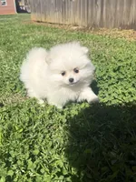 CKC white girl, a female Pomeranian for sale in Athens, GA – Photo 4 of 8