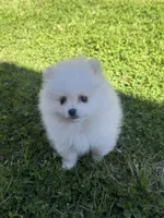 CKC white girl, a female Pomeranian for sale in Athens, GA – Photo 6 of 8