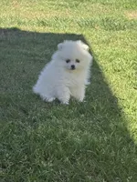 CKC white girl, a female Pomeranian for sale in Athens, GA – Photo 5 of 8
