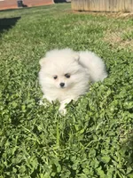 CKC white girl, a female Pomeranian for sale in Athens, GA – Photo 3 of 8