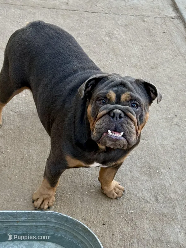 Rogue, a female Olde English Bulldogge for sale in Moreno Valley, CA – Photo 1 of 2