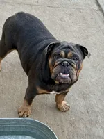 Rogue, a female Olde English Bulldogge for sale in Moreno Valley, CA – Photo 1 of 2
