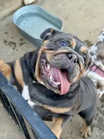 Rogue, a female Olde English Bulldogge for sale in Moreno Valley, CA – Photo 2 of 2
