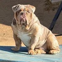 Kyro , a male Olde English Bulldogge for sale in Moreno Valley, CA – Photo 1 of 2