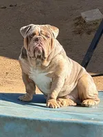 Kyro , a male Olde English Bulldogge for sale in Moreno Valley, CA – Photo 1 of 2