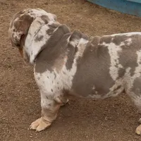 Kyro , a male Olde English Bulldogge for sale in Moreno Valley, CA – Photo 2 of 2
