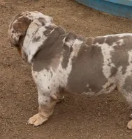 Kyro , a male Olde English Bulldogge for sale in Moreno Valley, CA – Photo 2 of 2