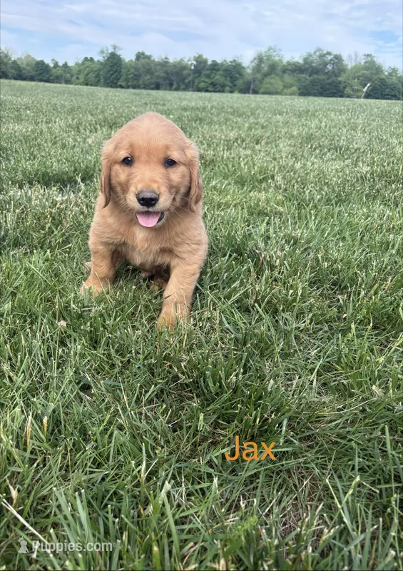 Jax – Golden Retriever puppy for sale in Winfield, PA