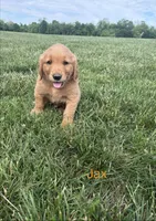 Jax, a male Golden Retriever for sale in Winfield, PA – 1 of 1