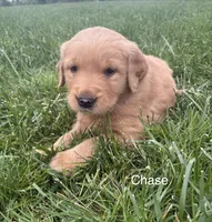Chase, a male Golden Retriever for sale in Winfield, PA – 2 of 2