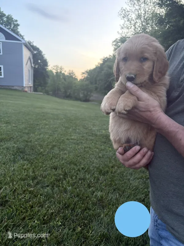 Bluey – Golden Retriever puppy for sale in Winfield, PA