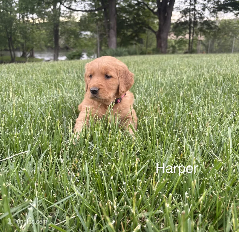 Harper – Golden Retriever puppy for sale in Winfield, PA