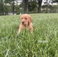 Harper, a female Golden Retriever for sale in Winfield, PA – 1 of 3