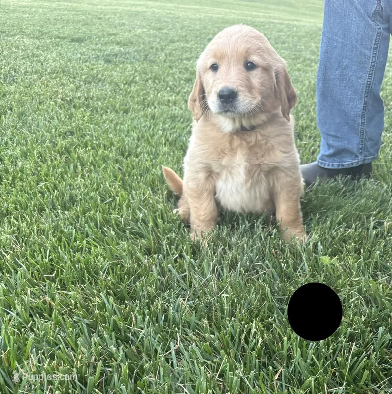 Buster – Golden Retriever puppy for sale in Winfield, PA