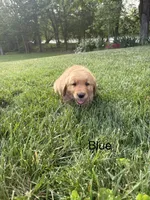 Bluey, a male Golden Retriever for sale in Winfield, PA – 1 of 1