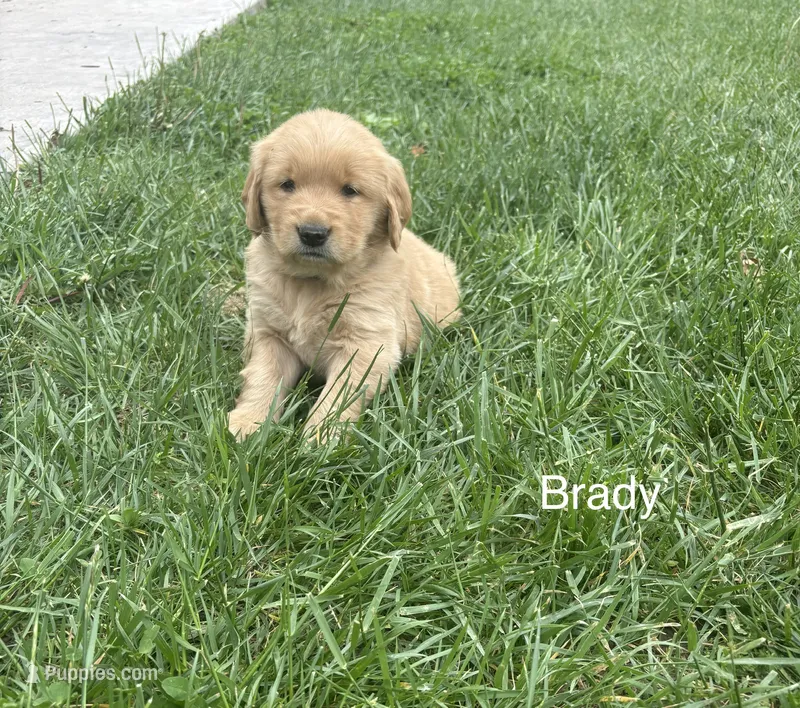 Brady – Golden Retriever puppy for sale in Winfield, PA