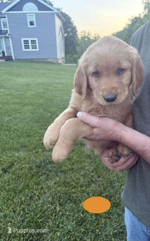 Jax – Golden Retriever puppy for sale in Winfield, PA