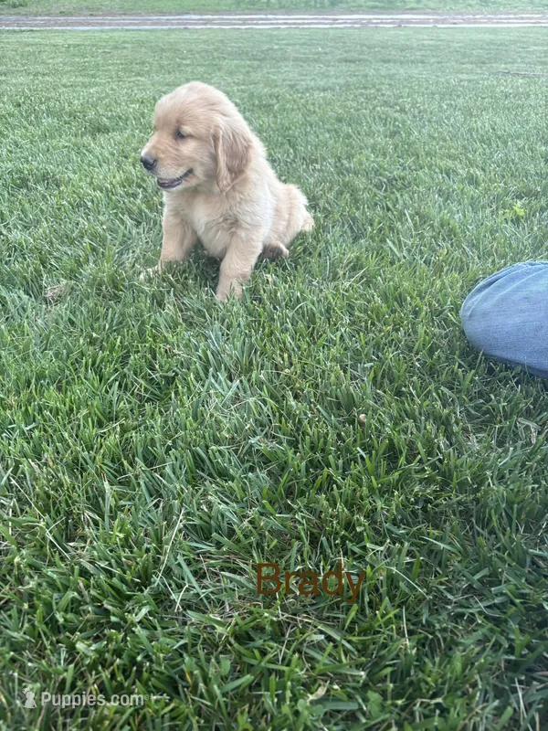 Brady – Golden Retriever puppy for sale in Winfield, PA