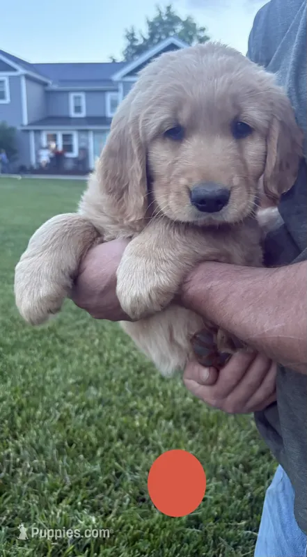 Scooter – Golden Retriever puppy for sale in Winfield, PA