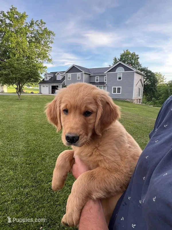 Chase – Golden Retriever puppy for sale in Winfield, PA